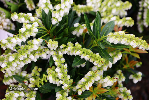 - Pieris japonica 'Prelude' Flowering Japanese andromeda - Mr Maple │ Buy Japanese Maple Trees