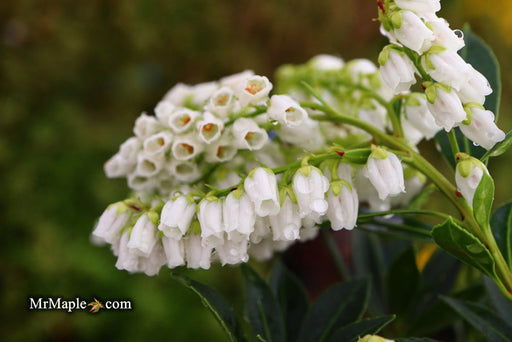- Pieris japonica 'Prelude' Flowering Japanese andromeda - Mr Maple │ Buy Japanese Maple Trees