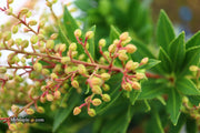 - Pieris japonica 'Prelude' Flowering Japanese andromeda - Mr Maple │ Buy Japanese Maple Trees