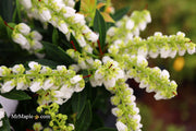 - Pieris japonica 'Prelude' Flowering Japanese andromeda - Mr Maple │ Buy Japanese Maple Trees