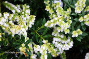- Pieris japonica 'Prelude' Flowering Japanese andromeda - Mr Maple │ Buy Japanese Maple Trees