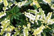 - Pieris japonica 'Prelude' Flowering Japanese andromeda - Mr Maple │ Buy Japanese Maple Trees