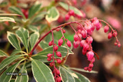 - Pieris japonica 'Ralto' Flowering Japanese andromeda - Mr Maple │ Buy Japanese Maple Trees