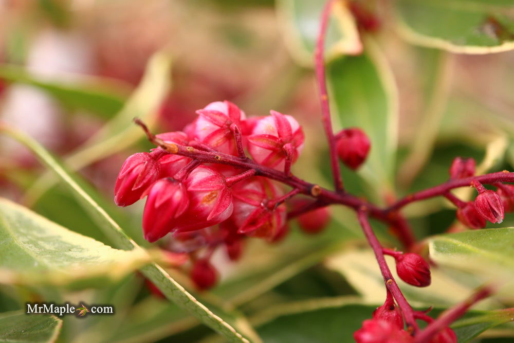 Mr Maple Pieris japonica Ralto Japanese Andromeda - Thumbnail 5