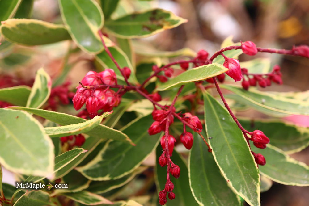 Mr Maple Pieris japonica Ralto Japanese Andromeda - Thumbnail 3