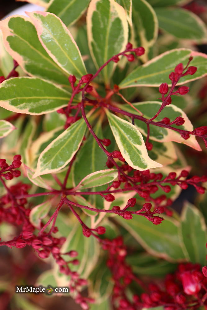 Mr Maple Pieris japonica Ralto Japanese Andromeda - Thumbnail 2