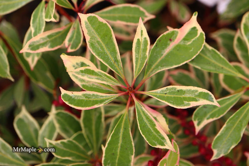- Pieris japonica 'Ralto' Flowering Japanese andromeda - Mr Maple │ Buy Japanese Maple Trees