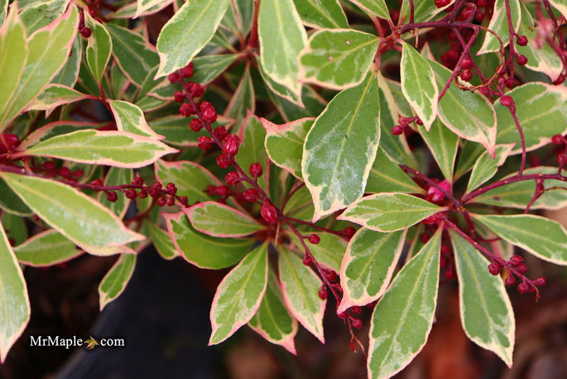 - Pieris japonica 'Ralto' Flowering Japanese andromeda - Mr Maple │ Buy Japanese Maple Trees