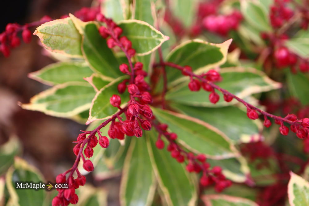 Mr Maple Pieris japonica Ralto Japanese Andromeda - Thumbnail 4