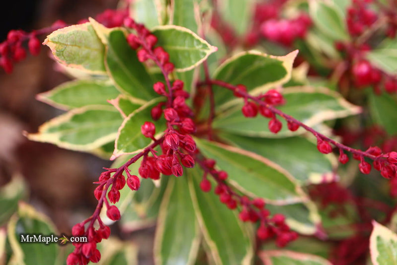 - Pieris japonica 'Ralto' Flowering Japanese andromeda - Mr Maple │ Buy Japanese Maple Trees