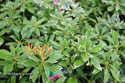 - Pieris japonica 'Ralto' Flowering Japanese andromeda - Mr Maple │ Buy Japanese Maple Trees