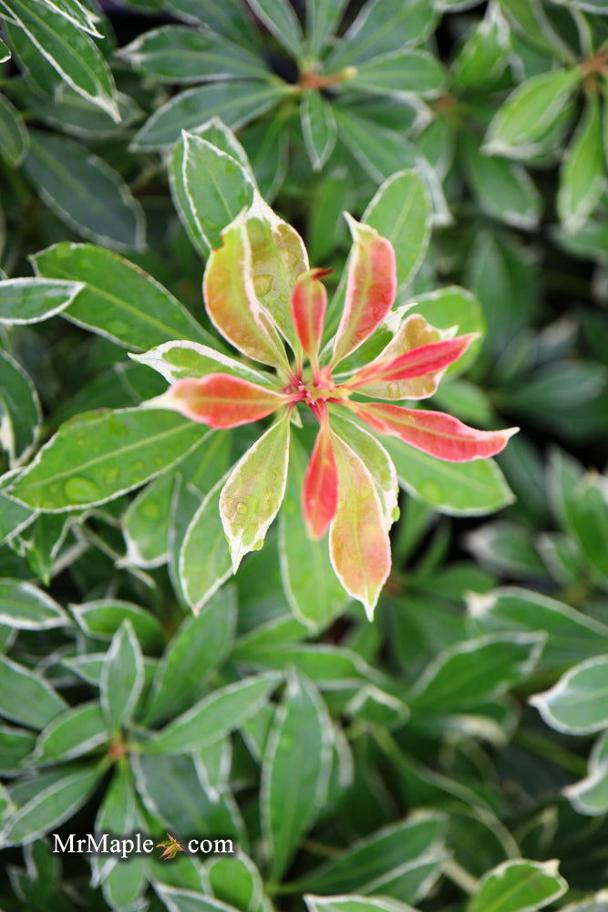 Mr Maple Pieris japonica Ralto Japanese Andromeda