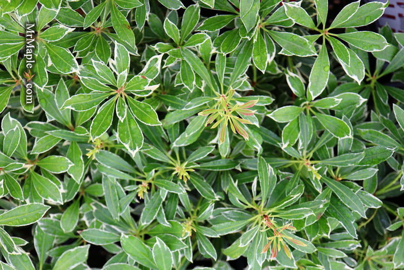 - Pieris japonica 'Ralto' Flowering Japanese andromeda - Mr Maple │ Buy Japanese Maple Trees