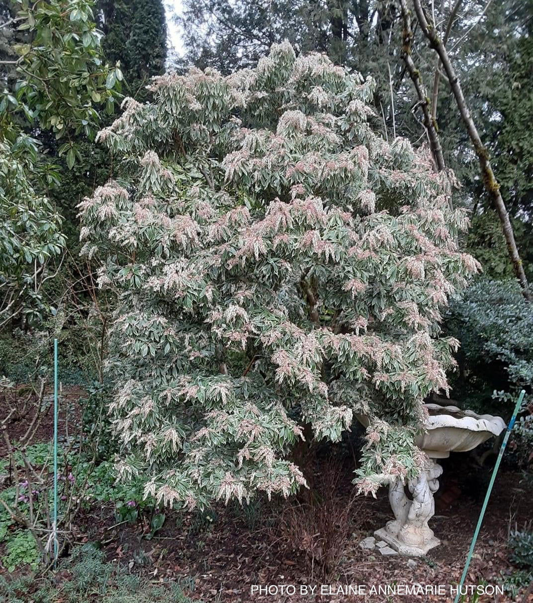Buy Pieris japonica 'Variegata' Flowering Japanese andromeda — Mr Maple │  Buy Japanese Maple Trees