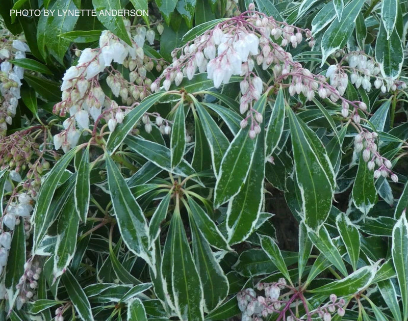 - Pieris japonica 'Variegata' Flowering Japanese andromeda - Mr Maple │ Buy Japanese Maple Trees