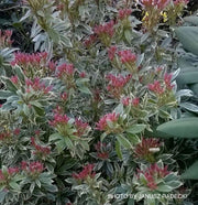 - Pieris japonica 'Variegata' Flowering Japanese andromeda - Mr Maple │ Buy Japanese Maple Trees