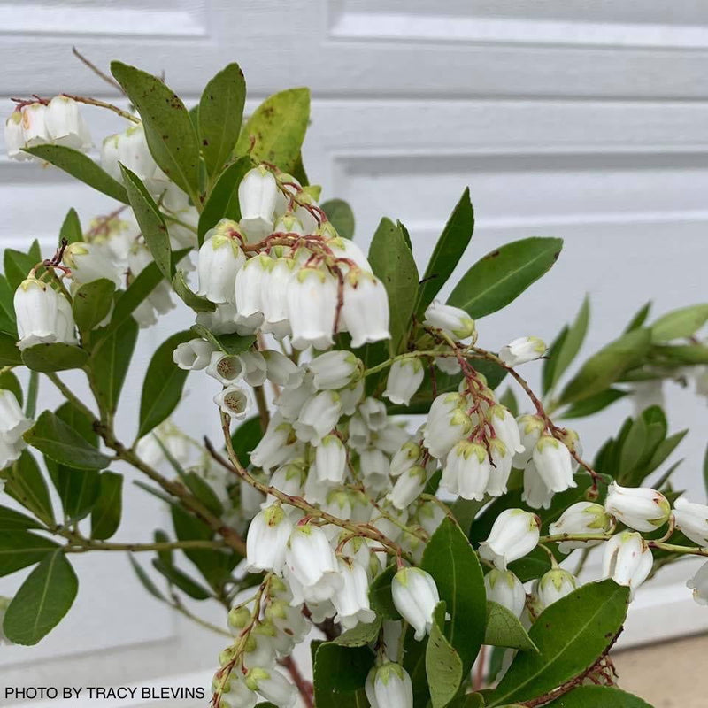 - Pieris ryukyuensis 'Temple Bells' Lily of the Valley Bush Andromeda - Mr Maple │ Buy Japanese Maple Trees