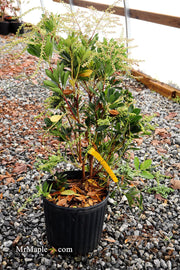 - Pieris ryukyuensis 'Temple Bells' Lily of the Valley Bush Andromeda - Mr Maple │ Buy Japanese Maple Trees