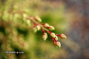- Pieris ryukyuensis 'Temple Bells' Lily of the Valley Bush Andromeda - Mr Maple │ Buy Japanese Maple Trees