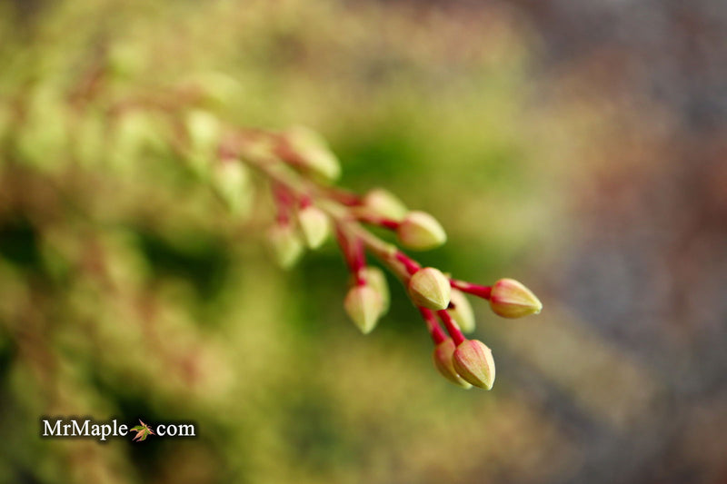 - Pieris ryukyuensis 'Temple Bells' Lily of the Valley Bush Andromeda - Mr Maple │ Buy Japanese Maple Trees