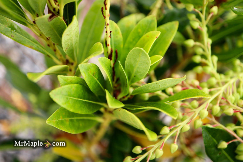 - Pieris ryukyuensis 'Temple Bells' Lily of the Valley Bush Andromeda - Mr Maple │ Buy Japanese Maple Trees