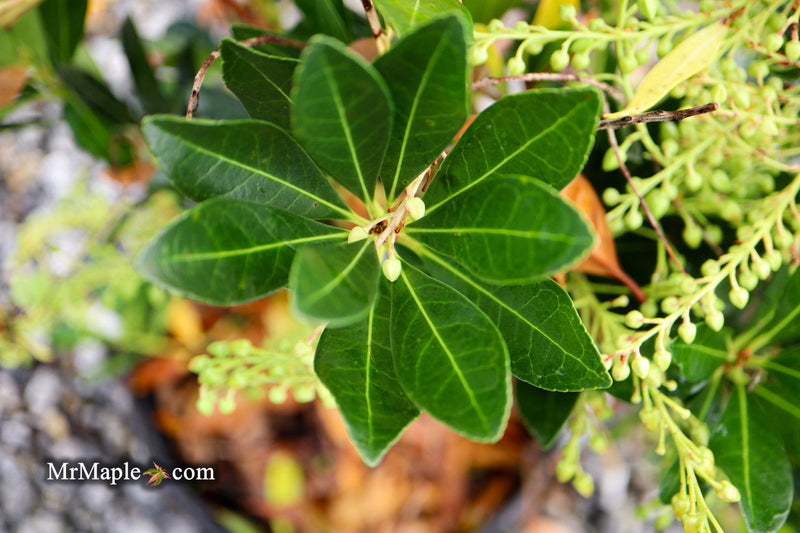- Pieris ryukyuensis 'Temple Bells' Lily of the Valley Bush Andromeda - Mr Maple │ Buy Japanese Maple Trees
