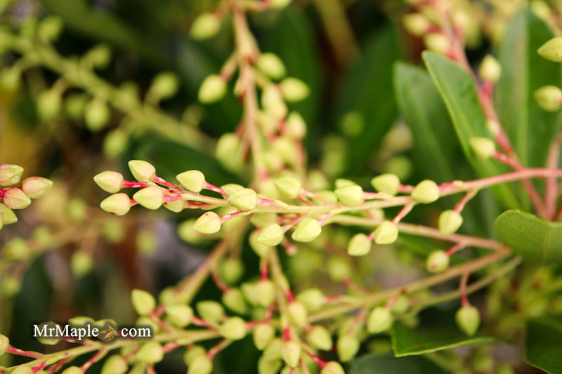 - Pieris ryukyuensis 'Temple Bells' Lily of the Valley Bush Andromeda - Mr Maple │ Buy Japanese Maple Trees