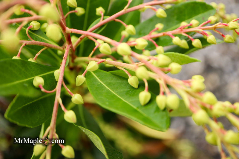 - Pieris ryukyuensis 'Temple Bells' Lily of the Valley Bush Andromeda - Mr Maple │ Buy Japanese Maple Trees