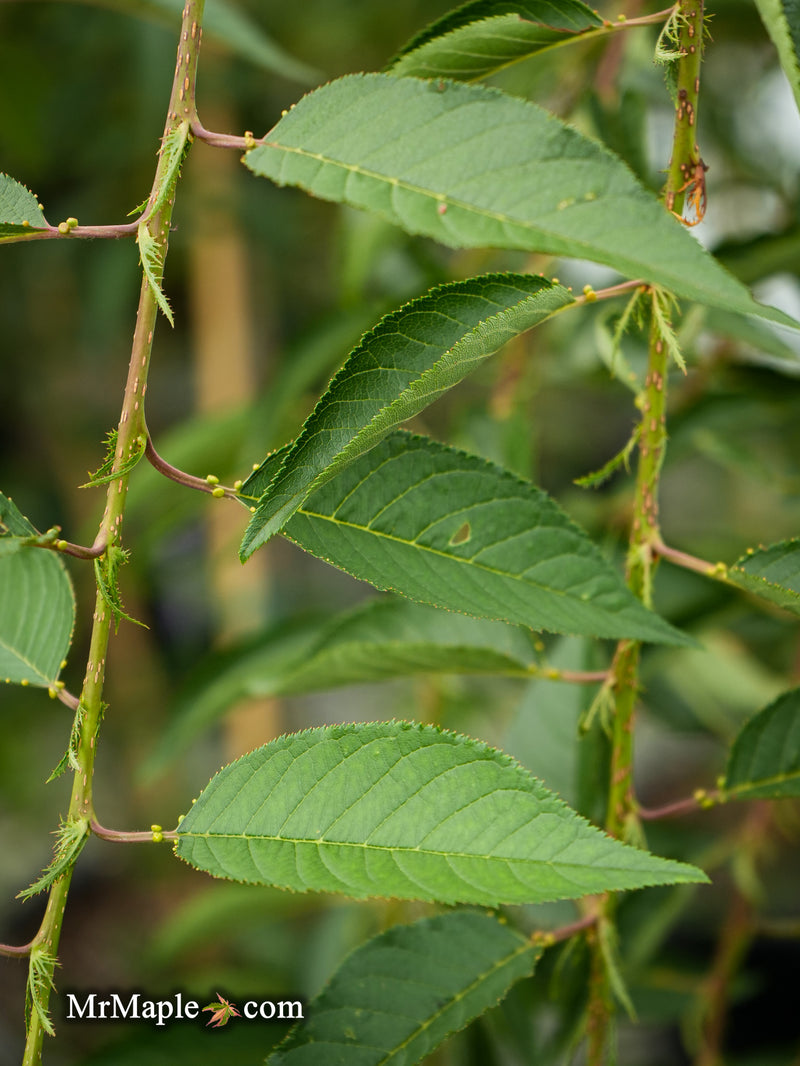 FOR PICK UP ONLY | Prunus 'Pink Cascade' Weeping Pink Flowering Cherry Tree | DOES NOT SHIP