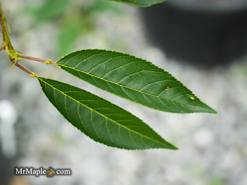 FOR PICK UP ONLY | Prunus 'Pink Cascade' Weeping Pink Flowering Cherry Tree | DOES NOT SHIP