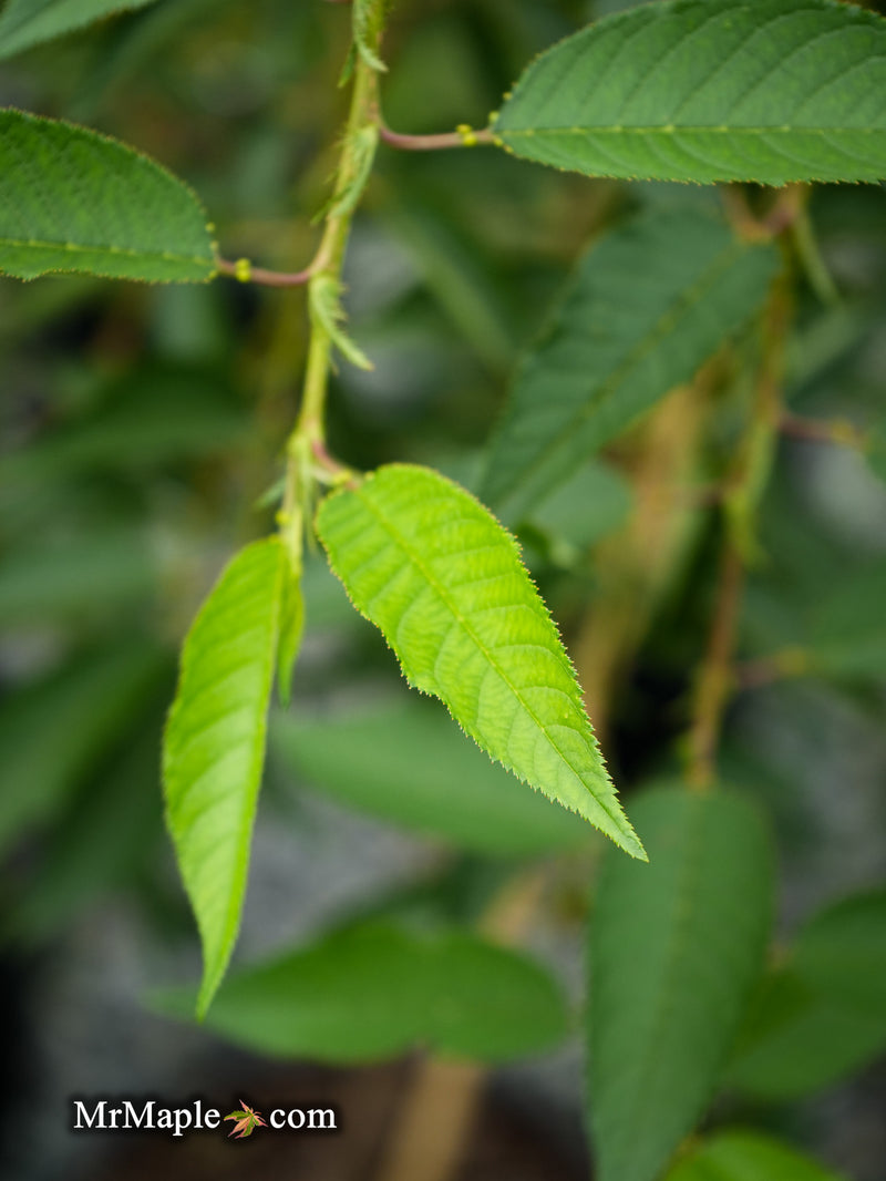 FOR PICK UP ONLY | Prunus 'Pink Cascade' Weeping Pink Flowering Cherry Tree | DOES NOT SHIP