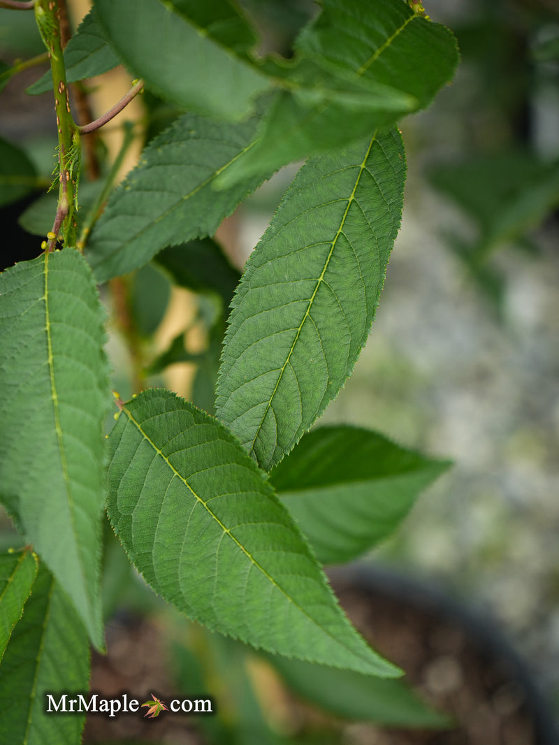FOR PICK UP ONLY | Prunus 'Pink Cascade' Weeping Pink Flowering Cherry Tree | DOES NOT SHIP