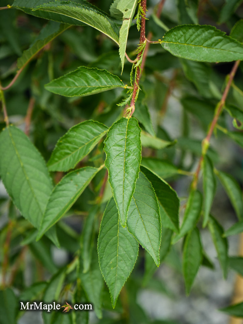 FOR PICK UP ONLY | Prunus 'Pink Cascade' Weeping Pink Flowering Cherry Tree | DOES NOT SHIP