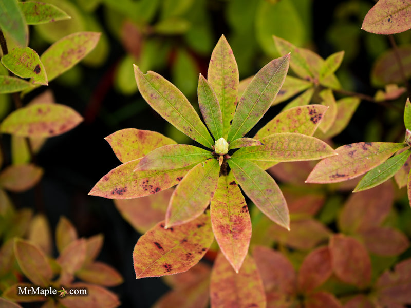 Azalea 'Pink Embers' Deciduous Azalea