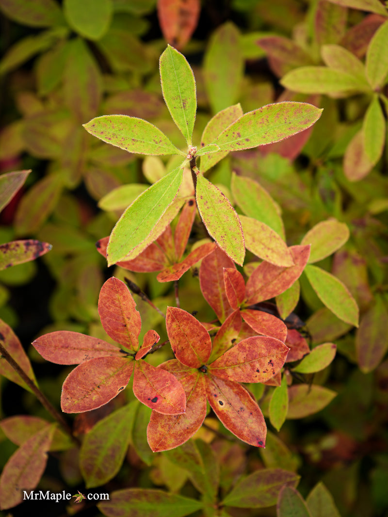 Azalea 'Pink Embers' Deciduous Azalea