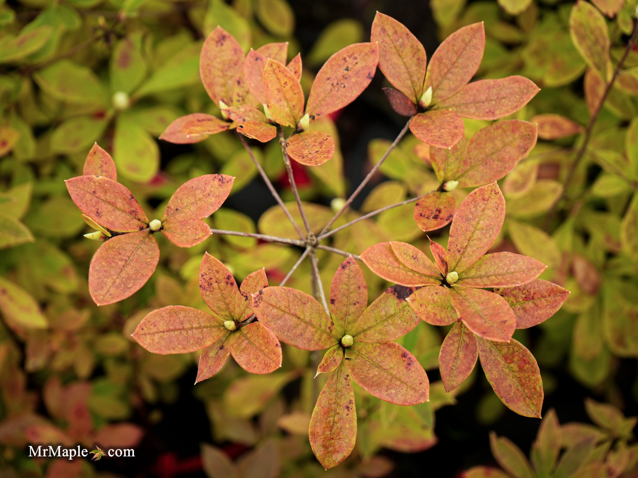 Buy Azalea 'George Wood Pink' Pink Native Azalea — Mr Maple │ Buy