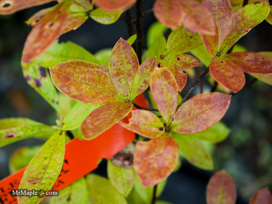 Azalea ‘Pink Ember’ Pink Native Azalea