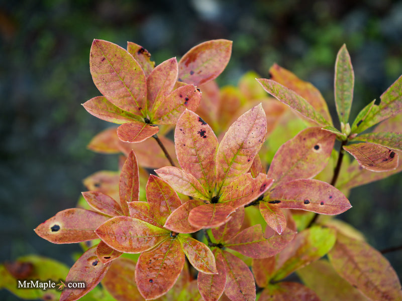 Azalea 'Pink Embers' Deciduous Azalea