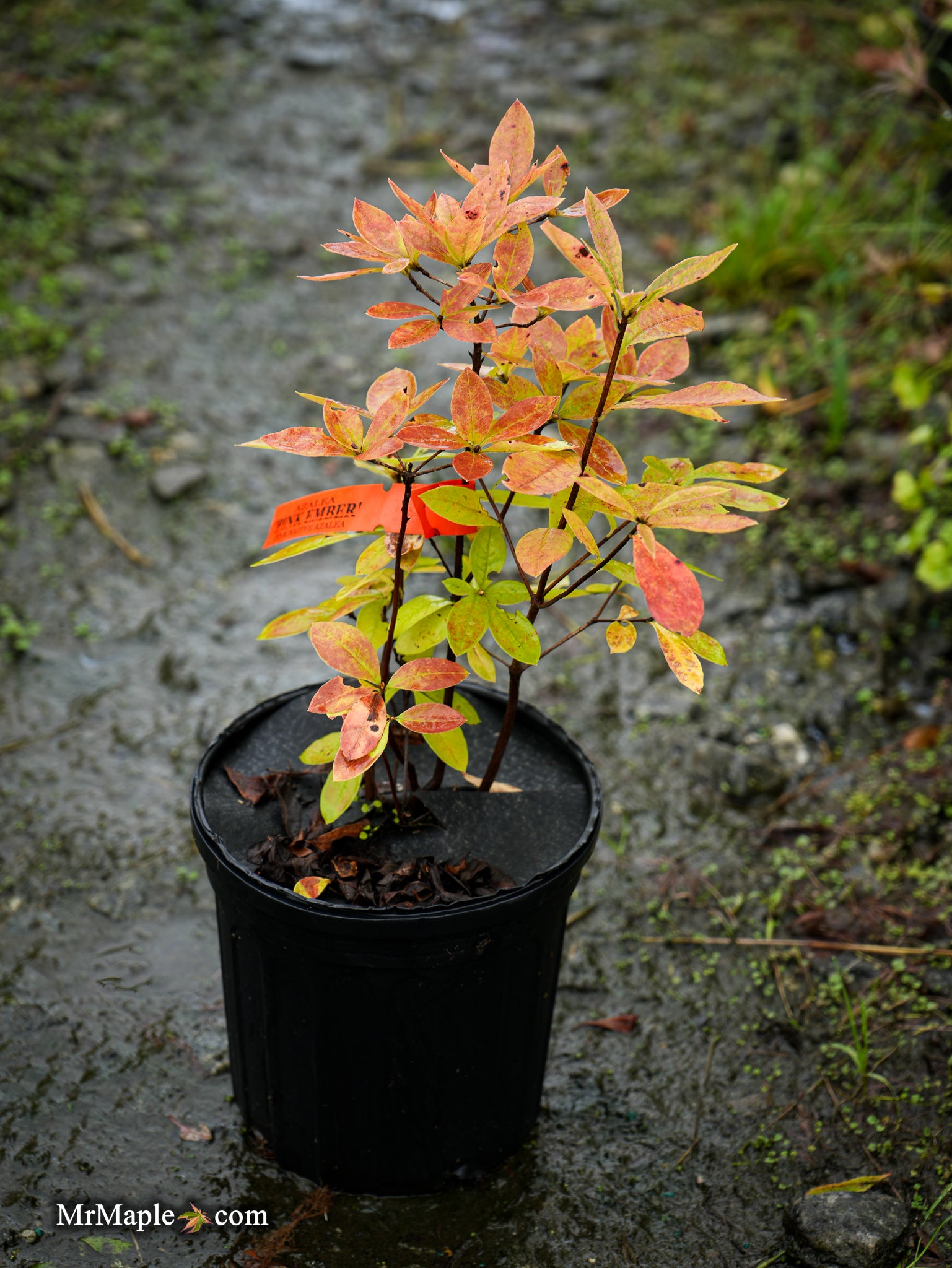 Buy Azalea 'George Wood Pink' Pink Native Azalea — Mr Maple │ Buy
