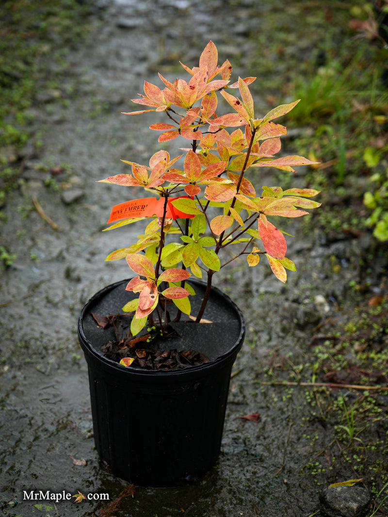 Azalea 'Pink Embers' Deciduous Azalea