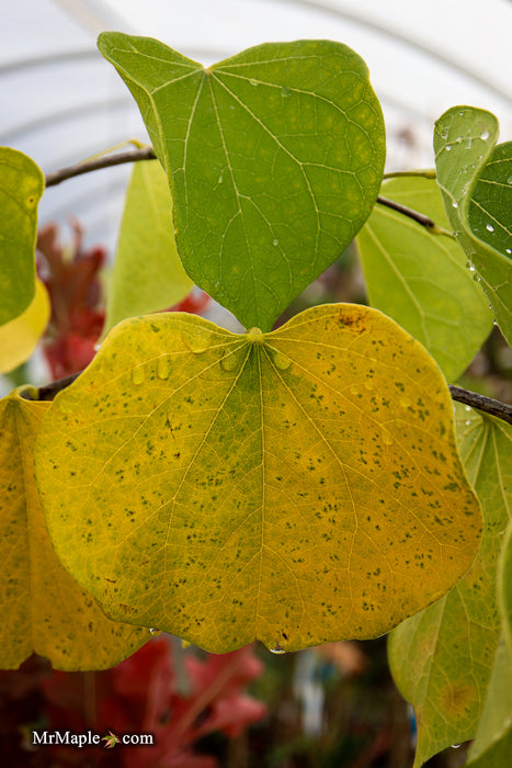 Cercis canadensis 'Pink Heartbreaker' Weeping Redbud Tree