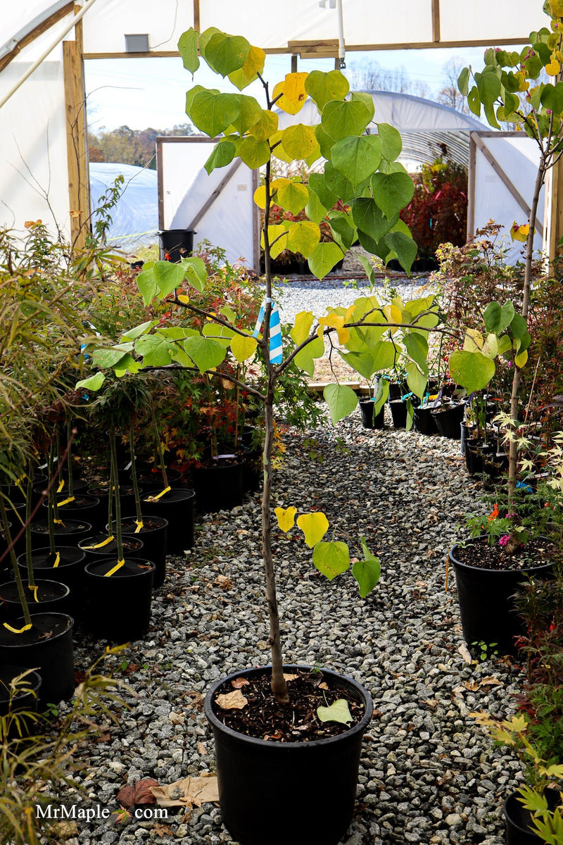 FOR PICK UP ONLY | Cercis canadensis 'Pink Heartbreaker' Weeping Redbud Tree | DOES NOT SHIP