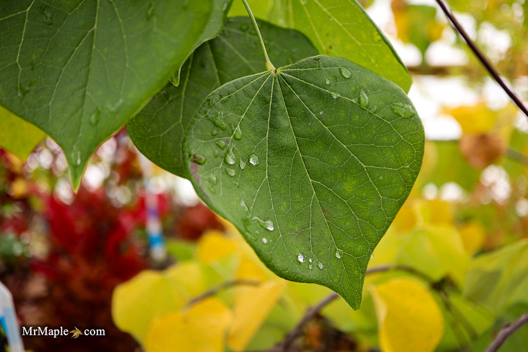 Cercis canadensis 'Pink Heartbreaker' Weeping Redbud Tree