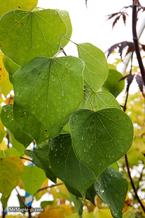 Cercis canadensis 'Pink Heartbreaker' Weeping Redbud Tree