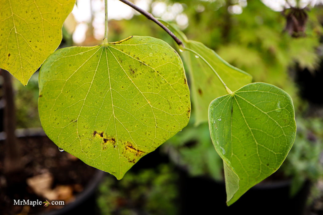 Cercis canadensis 'Pink Heartbreaker' Weeping Redbud Tree