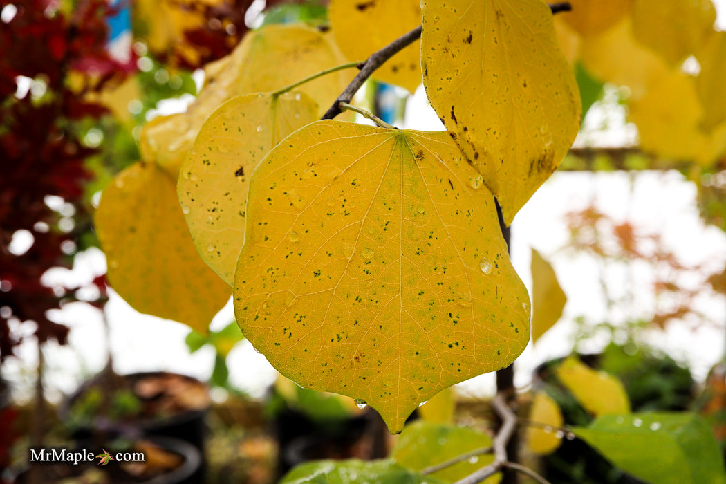 Cercis canadensis 'Pink Heartbreaker' Weeping Redbud Tree