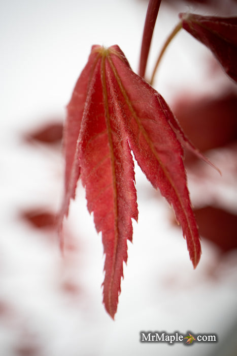 Acer palmatum 'Pink Panther' Japanese Maple
