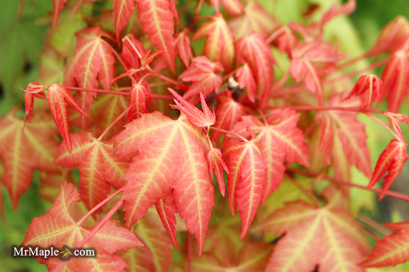 Acer palmatum 'Pink Panther' Japanese Maple