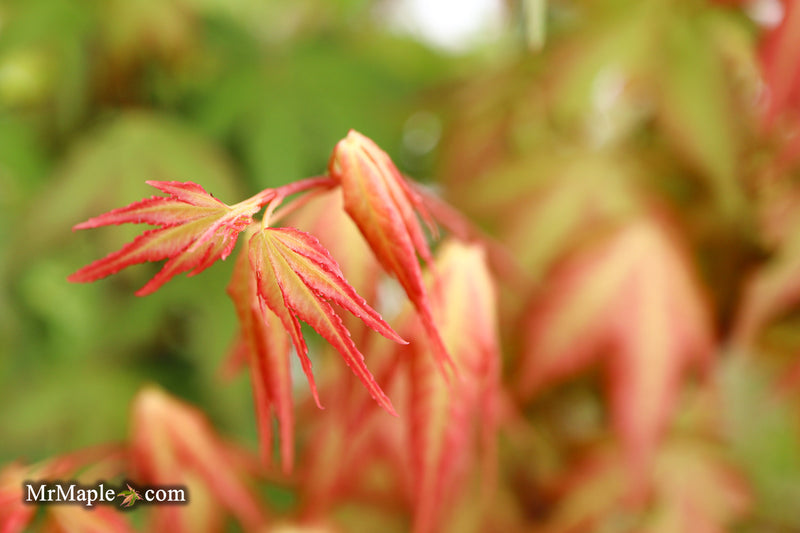 Acer palmatum 'Pink Panther' Japanese Maple