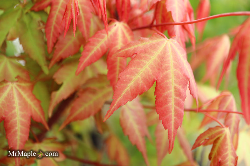 Acer palmatum 'Pink Panther' Japanese Maple